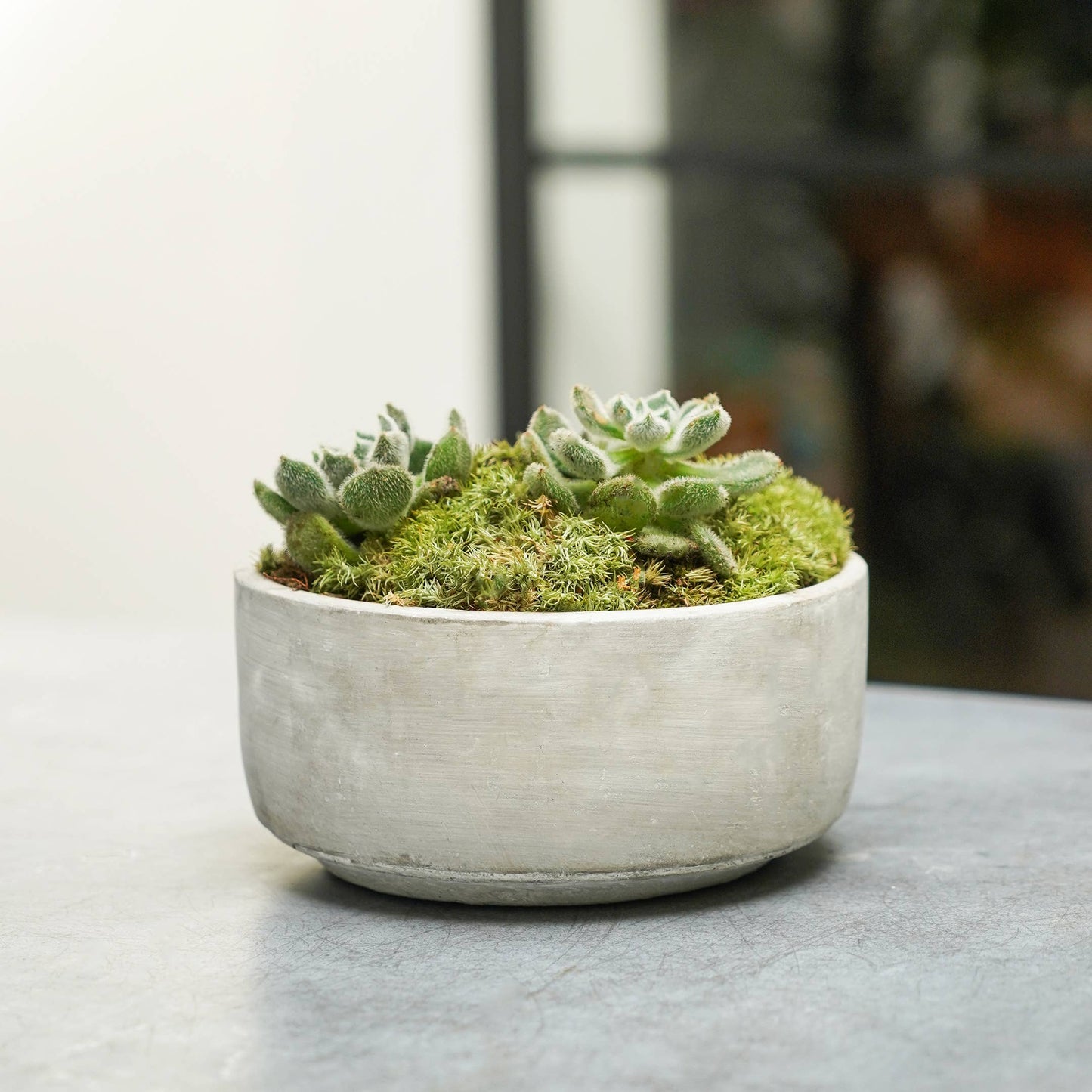 Interior shot of Tivloi bowl plented up - on grey smooth counter top.