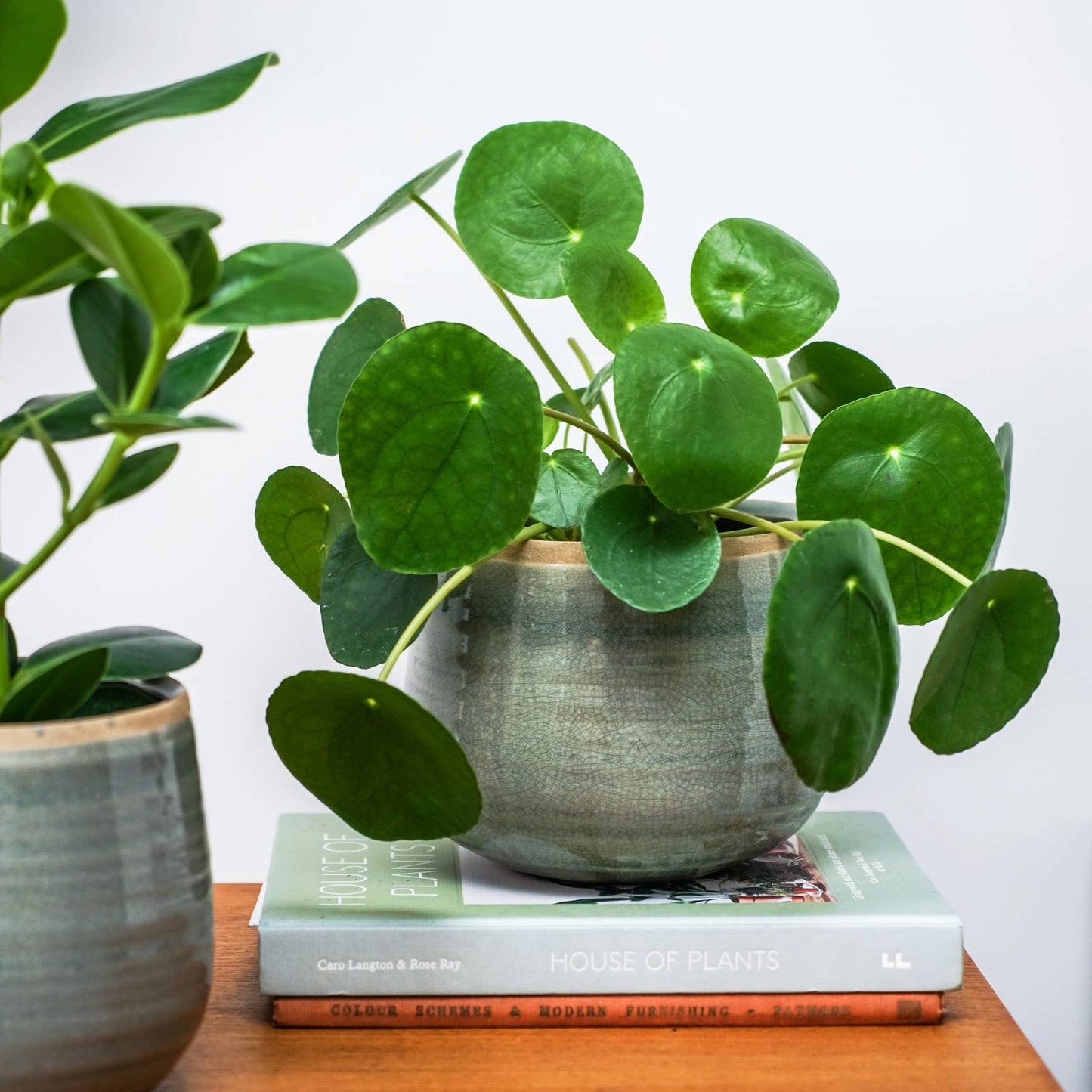 Como planter on table on top of books with green foliage plant. White background.