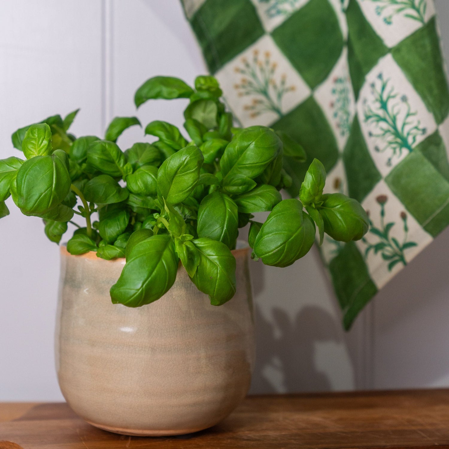 Potted plant on a wooden surface with a green and white patterned tea towel in the background
