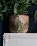 Albero pot on white mantlepiece with foliage plant against navy wall. Stylish textured unique planter.