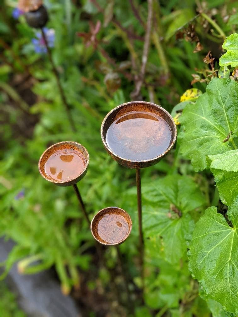 Overhead shot of three Rain Catchers filled with rain amongst greenery.