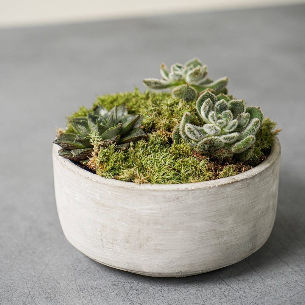 Tivoli cement coloured bowl planted with succulents. Great homeware gift.