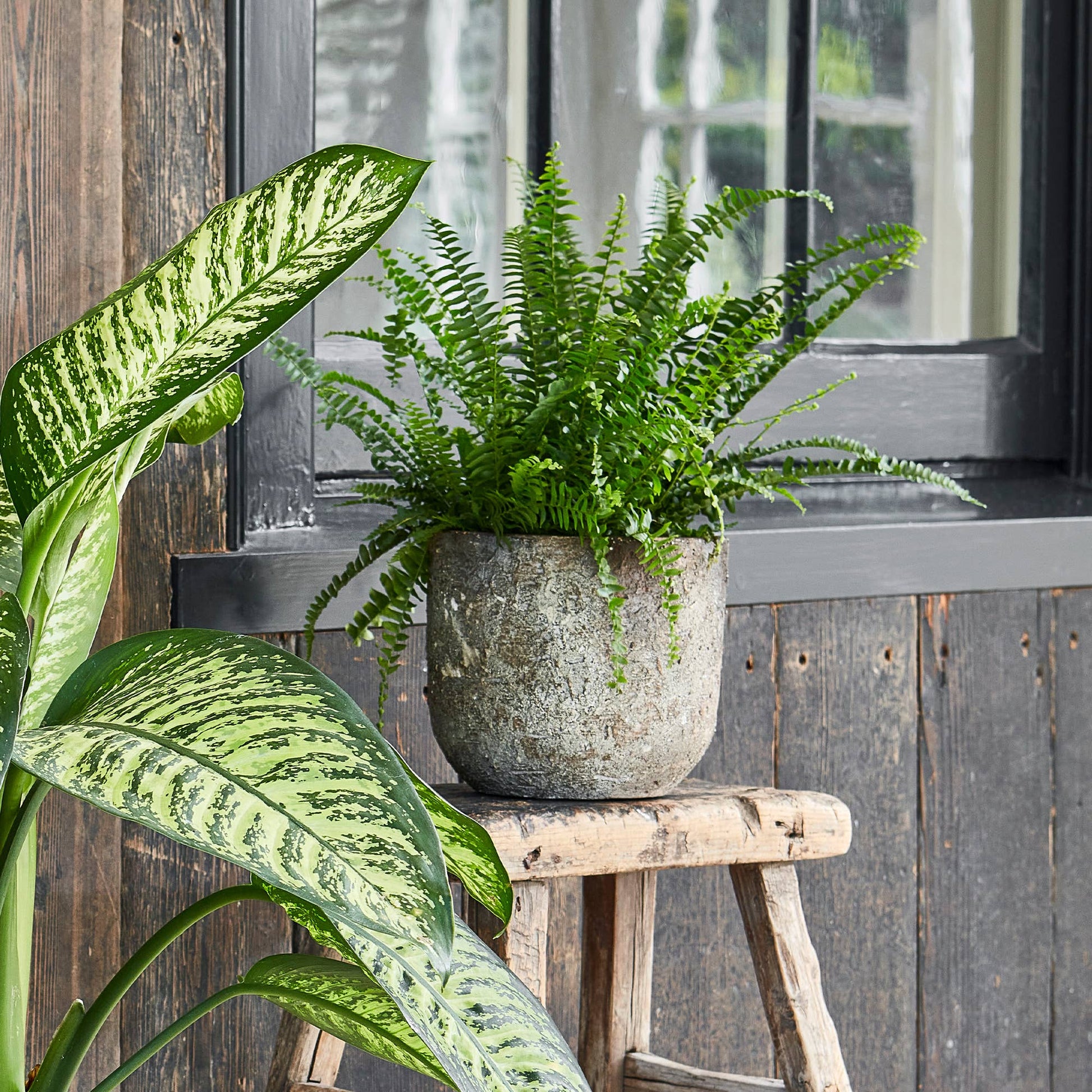 Rustic plant pot, indoor or outdoor use, green fern inside. Concrete effect finish.