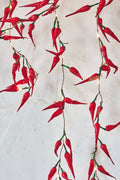 Red Chilli Lights on white background. Authentic looking wax paper chilli lights battery operated.