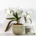 Como planter with white orchid on shelf with Diptyque Benjoin candle. White background.