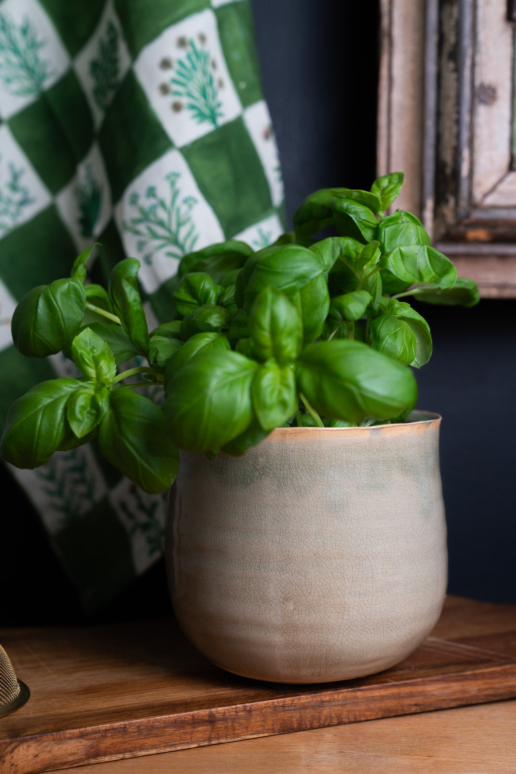 Ivyline Como planter with basil plant   in front of a  dark blue wall and the herbologist tea towel which is hanging up - part of a wooden picture frame is in shot.