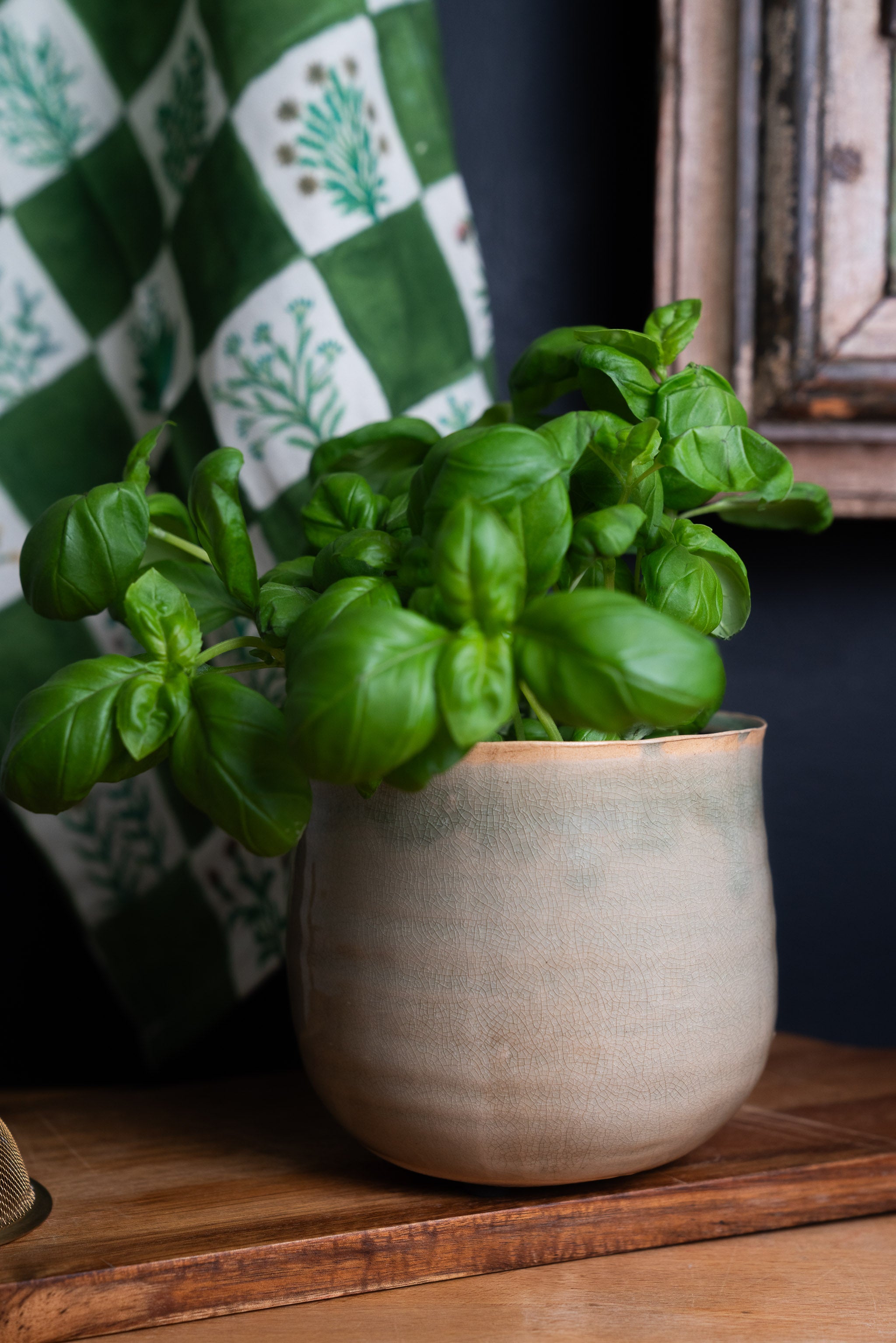 Ivyline Como planter with basil plant   in front of a  dark blue wall and the herbologist tea towel which is hanging up - part of a wooden picture frame is in shot.