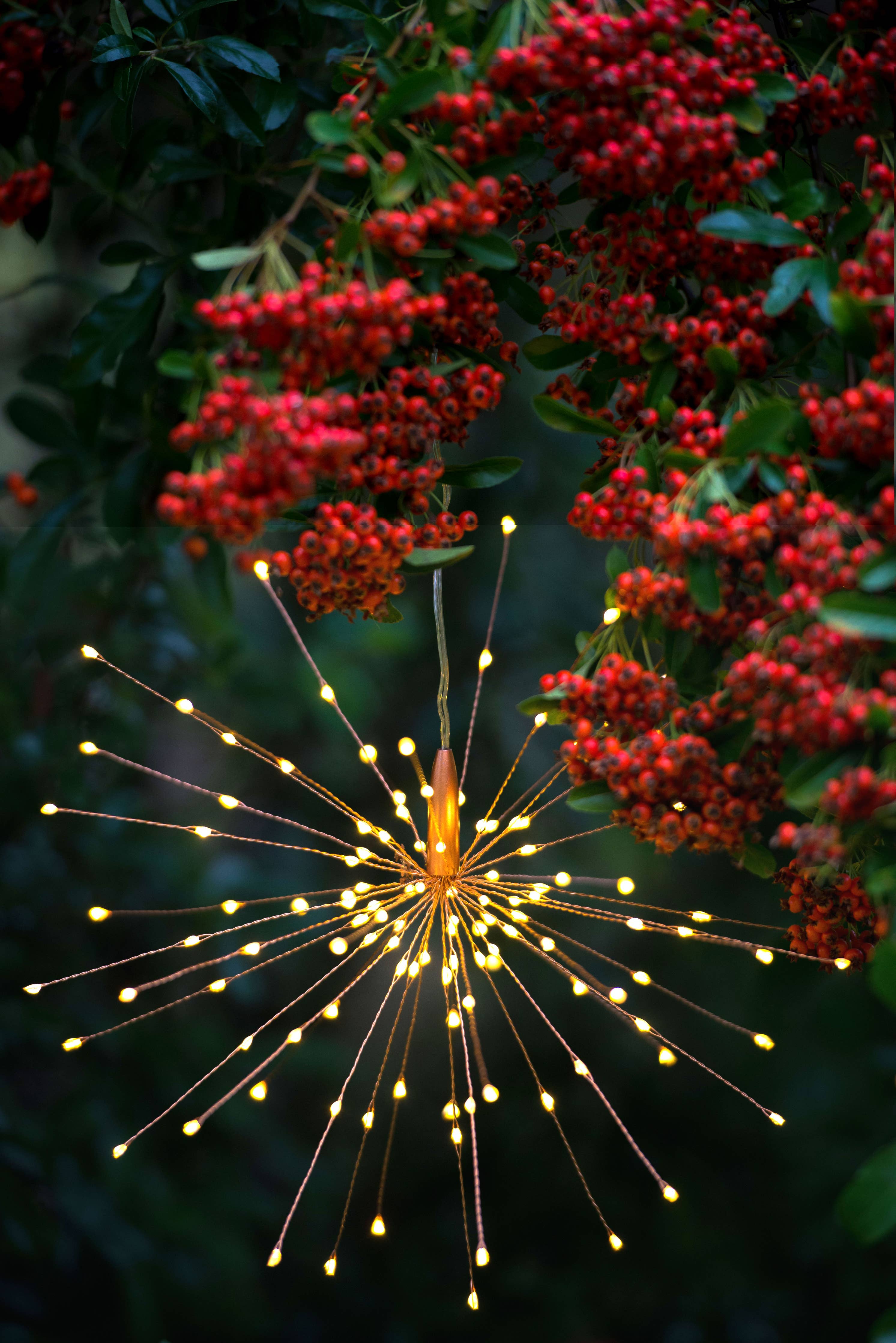 Dark green foliage with red berries, close up of the Hanging Starburst Light switched on and covered in golden LED lights. Hanging Starburst Light - great for indoors and outdoors.