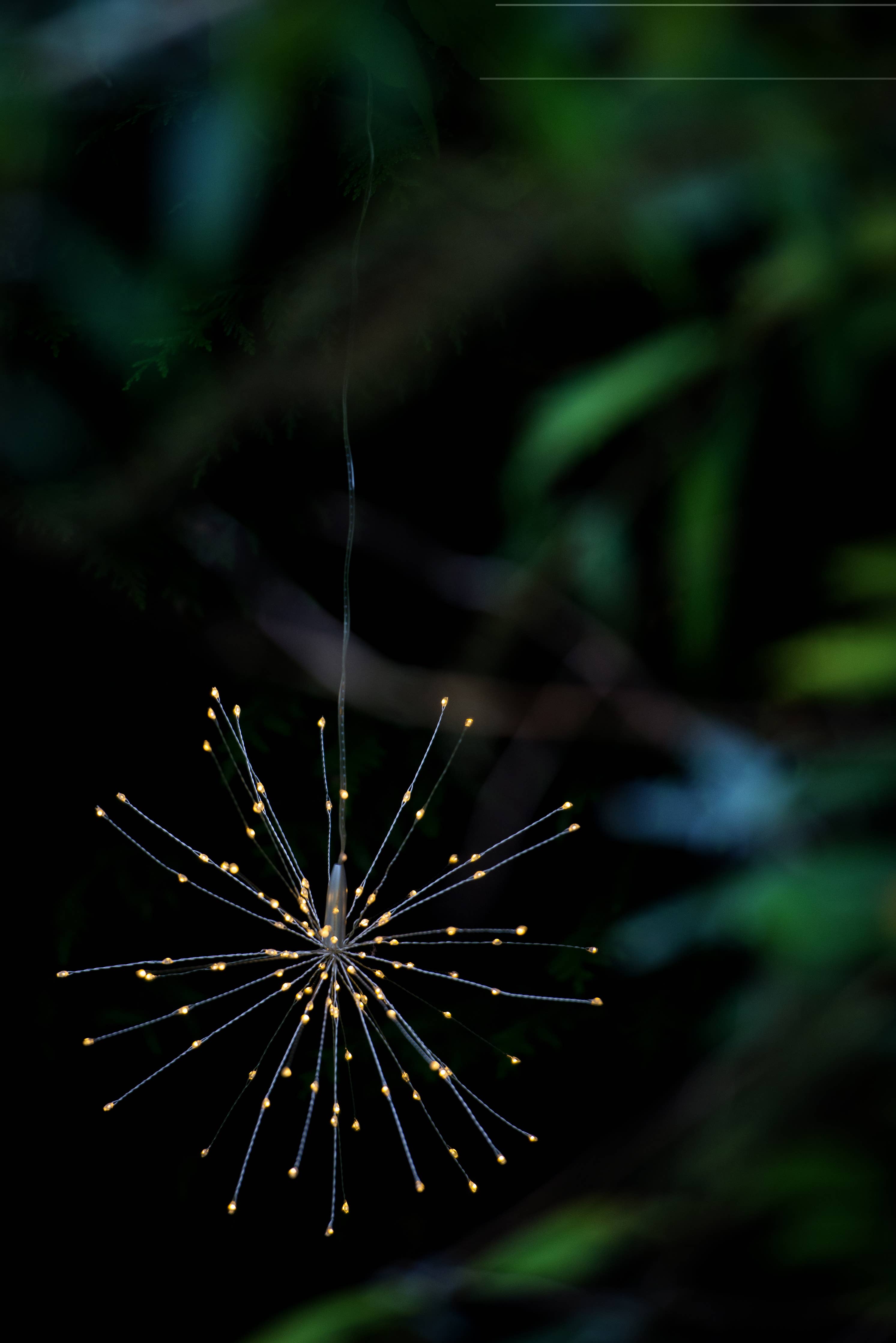 Dusky garden shot with close up of lit hanging starburst with golden LED lights. Battery operated indoor and outdoor golden LED.