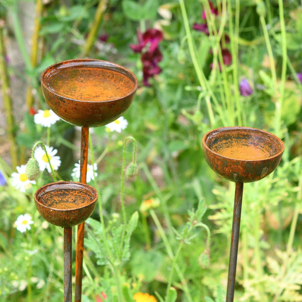 Close up of three rust coloured Rain Catchers .They are amongst foliage and flowers and are filled with rain.