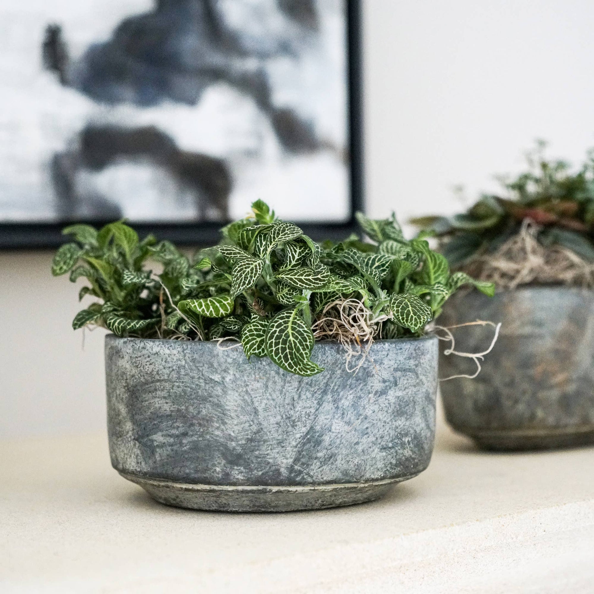 Tivoli bowl with green foliage plant . 